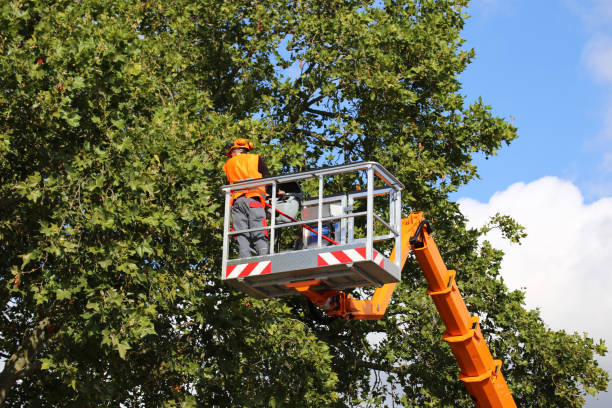 Shinnecock Hills, NY Tree Services Company