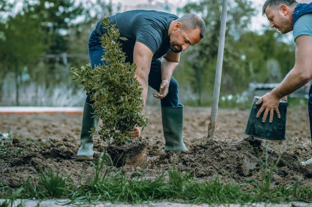 Best Tree Maintenance Programs  in Shinnecock Hills, NY