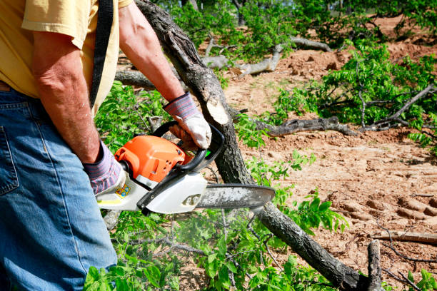 Best Stump Grinding and Removal  in Shinnecock Hills, NY