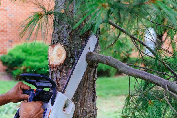 Best Emergency Tree Removal  in Shinnecock Hills, NY